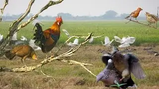 Awesome Quick Bird Trapping in Country | Making Bird Trap in Village | The Best Wild Bird Trap
