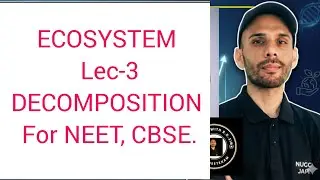 Decomposition &ndash; Process and Steps | Class 12 Ecology | NEET Biology