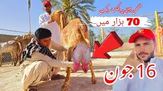 16 June 2025 Peer ka din 70 hajar bakri Sabir goat farm video