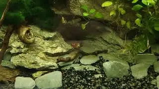 Triops Australiensis Aurum Update + bloodworm feeding.