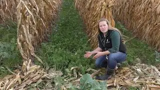 Cover Crop Species Mixtures