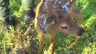 Elk Calf Capture and Tagging