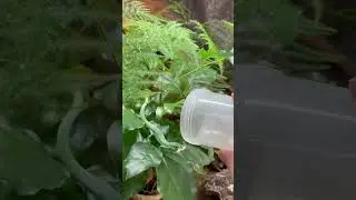 Building trust&hellip; with food! #grasslizard #takydromus #smaragdinus #longtailed #lizard #feeding
