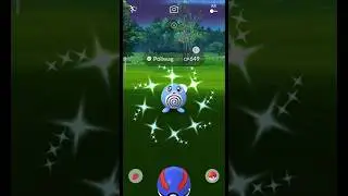 Pokemon go Shiny Glitch trying at Poliwag community day | Shiny Glitch #pokemongo #shinypokemon