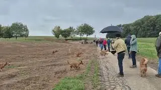 Ierse Terrier Treffen Ulestraten 2025