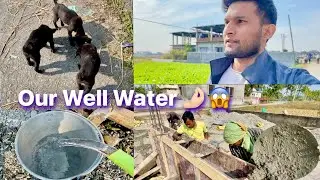 Feeding Stray Dog Puppies || All Pillars are Standing, Almost Time for Earth Filling