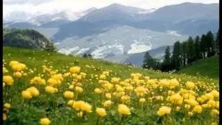 Montagnutis - (Sfumature Friulane)