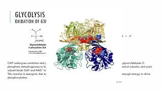 Ch 15 Glycolysis and Glycolysis regulation 2018