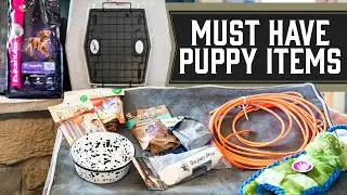 Must Have Items For Your New Puppy