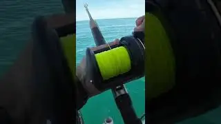 LINE PEEL #shortsvideo #jewfish #SHIMANOTLD15