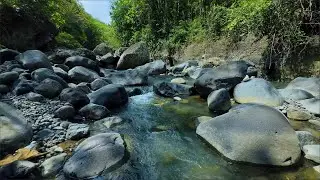 Relaxing Green Stream Flow with Forest Ambience for Deep Sleep, Meditation and Inner Calm