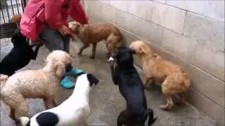 Animalinneed Shelter: Maximo & Santito