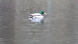 Ente Stockente Erpel Vogel Schwimmente Badeente 😂🤣