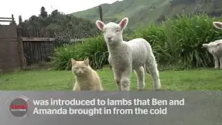 Steve the cat who thinks he is a lamb