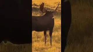 уличные снимки великолепные снимки и красивые снимки#moosehunting #hunting #beautiful #cr7 #crypto