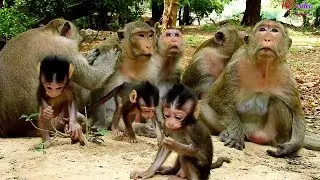 Look very adorable baby monkey in Mila group gathering in front mom-Monkeys life in Mila group