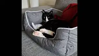 When you love your bed #cat #sleeping #zen