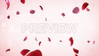falling rose petals Motion Graphics