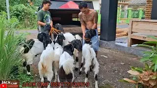 PANEN ANAK BARONGAN DAN PITULAS LANGSUNG LAKU
