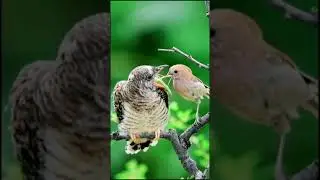 Colorful Woodpecker 🐦 Video