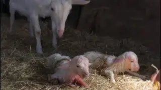 ヤギ！出産しました！