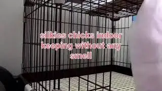 Silkie chicken  indoor pet 01（烏骨鶏の室内飼い #01）
