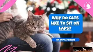 Why Do Cats Like To Sit On Laps | Top Cat Breeds