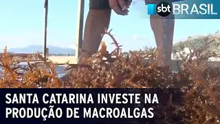 Santa Catarina busca se tornar refer&ecirc;ncia na produ&ccedil;&atilde;o de macroalgas | SBT Brasil (02/09/23)