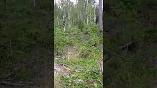 det her fik jeg p&aring; mit jagtkamera virkelig god film