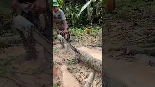 Cutting the Right Side of NYAMPLUNG Wood Logs