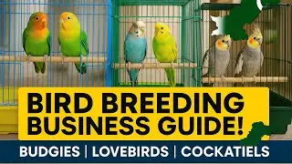 Birds Breeding Business Full Guide | Lovebirds, Budgies, Cockatiels | Pakistani Market