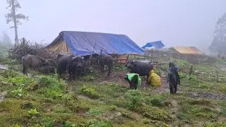 Nepali Mountain Shepherd Life During Heavy Rainy Season || Rural Activities In Nepal || Orginal Life
