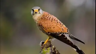 Cern&iacute;calo com&uacute;n (Falco tinnunculus) Canto
