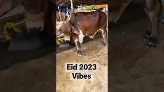 The vibe started for eid 2023 | Faisal Javed TV #eid2023 #mandivlogs #faisaljavedtv