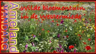 Wilde bloementuin