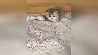 Charming baby kittens will make your heart feel light