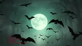 MY BABY BATS MUSIC VIDEO
