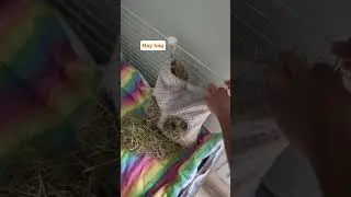 How To Clean Your Guinea Pig Cage 💩