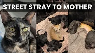 Desperate Stray Cat Found Help Just When She Needed It Most!