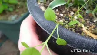 2019年5月 Oecoclades spthulifera.Habinarea,в чём посажена.Цветение  Мая 3.