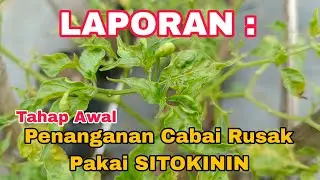 Sitokinin Untuk Cabe Rusak, laporan tindaklanjut di Lahan Riset DeRuci Pekalongan