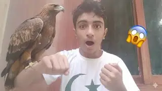Hmary Pas Golden Eagle Agya😱Bht dangerous Hai