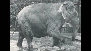 Vintage Elephant Sound Effects