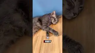 Jobless Cat With Nothing To Do All Day 😹#cat #catshorts #catlovers #kitten #cutecats #funnycats