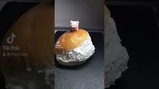 komugi pig #Shorts #YouTubeShorts #TikTube #pig #donuts