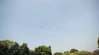 Flock Of Birds