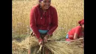 SPIN (Scythe Project in Nepal), the Field Report