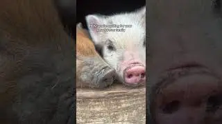 Would you buy a micro pig for a pet? 🐷✨
