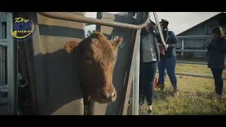 Freeze Branding | Dry Ice International | South Africa