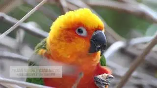 Jandaya Parakeet - Backyard Birding in Santa Ana CA - HD Video